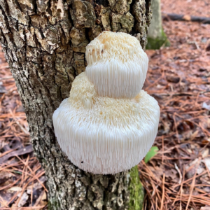Lions Mane mushroom on the side of a tree in a forest
